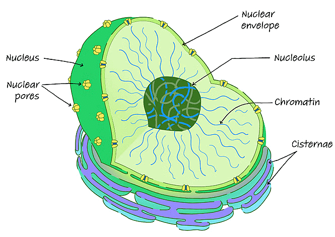 Cell - Notes, Biology | General Awareness - Bank Exams
