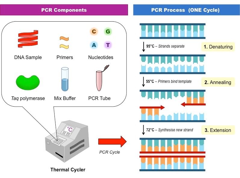 Polymerase chain reaction