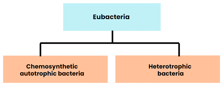 Kingdom Monera: Archaebacteria & Eubacteria | Biology Class 11 - NEET