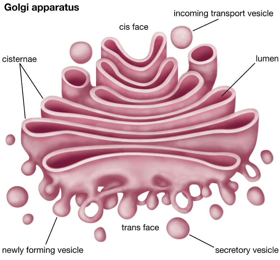 Cell - Notes, Biology | General Awareness - Bank Exams