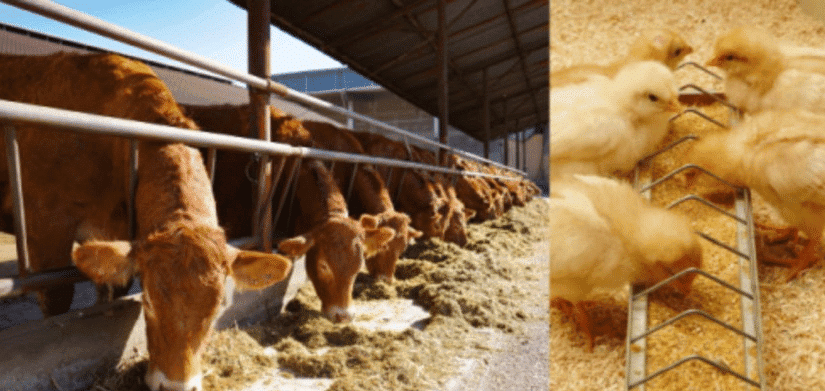 Animal Nutrition