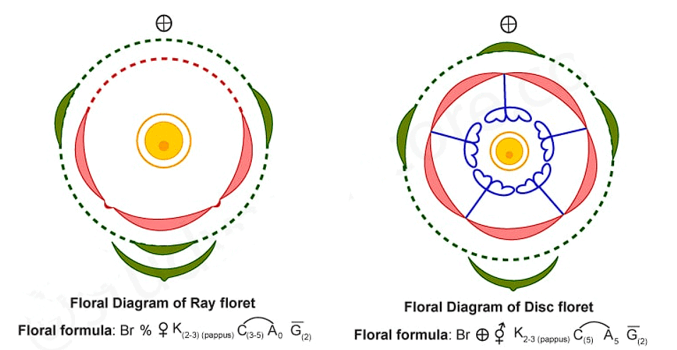 Floral Families: Compositae, Graminae - NEET