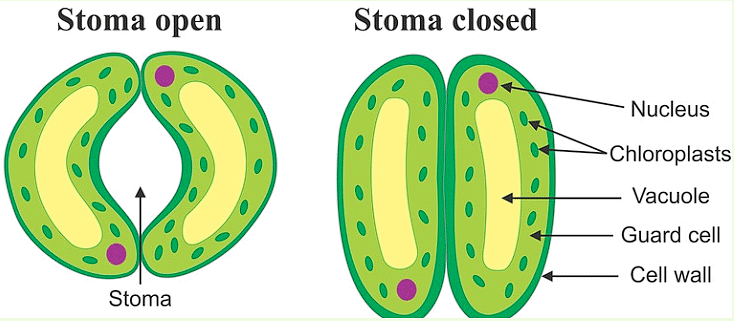 Opening and Closing of Stomato