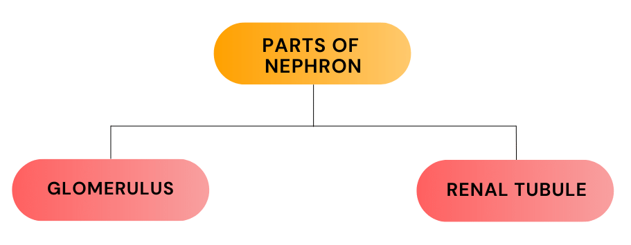 Excretion in Animals & Human Excretory System | Biology Class 11 - NEET