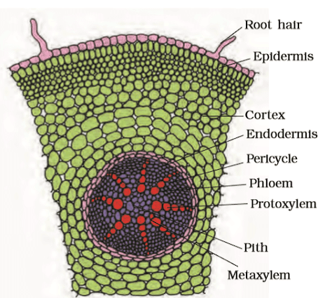 Monocot Root 