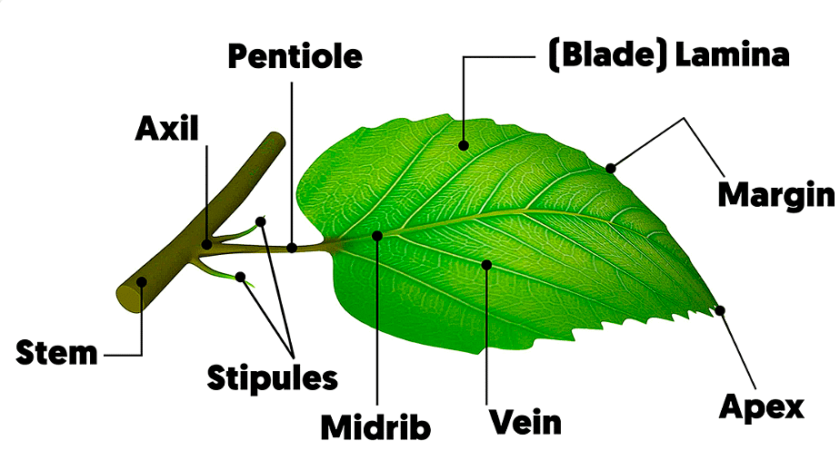 Structure of Leaf