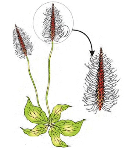 Wind pollinated- Exposed stamens