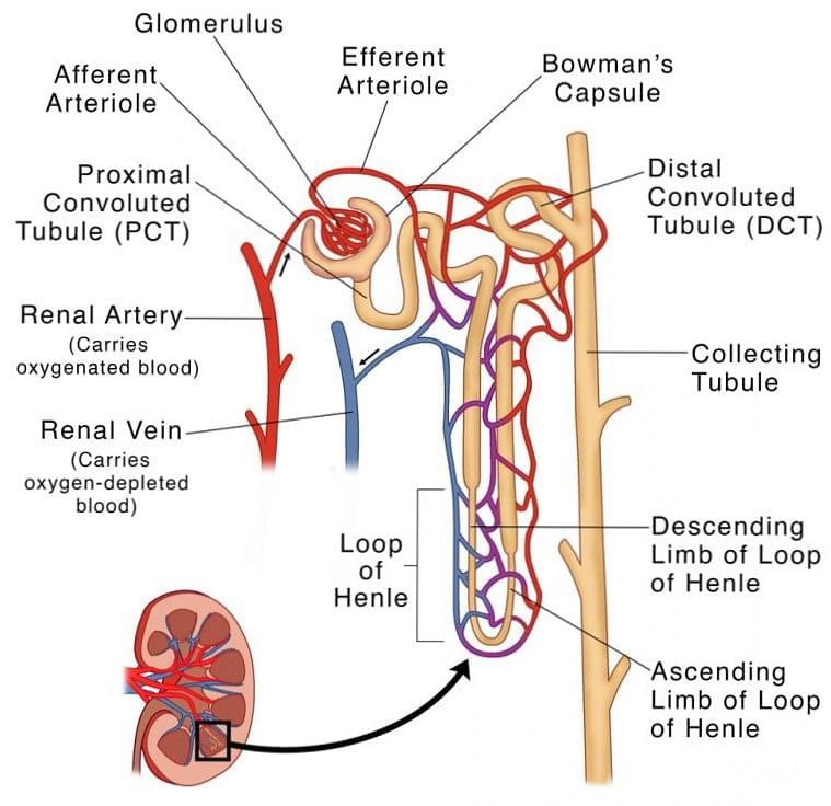 Excretion in Animals & Human Excretory System | Biology Class 11 - NEET