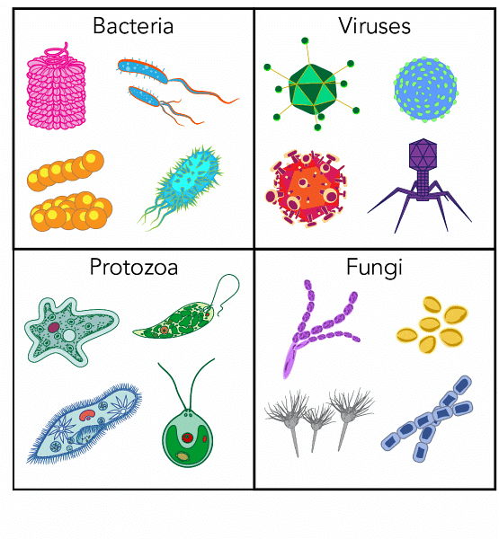 Types of Pathogens