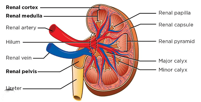 Excretion in Animals & Human Excretory System | Biology Class 11 - NEET