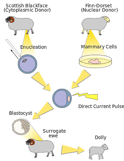 DNA Fingerprinting, DNA Test & Cloning | Biology for EmSAT Achieve