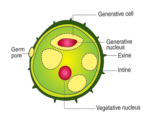 Structure of a Mature Pollen Grain