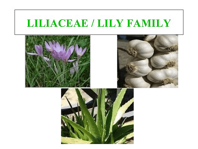 (c) Liliaceae Family