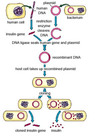 Production of Recombinant Insulin Gene