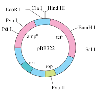 pBR322