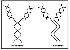 Nucleus & Chromosomes | Biology for JAMB