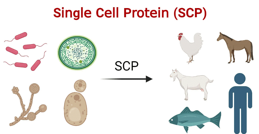 Single Cell Protein & Bioenergy | Biology for EmSAT Achieve