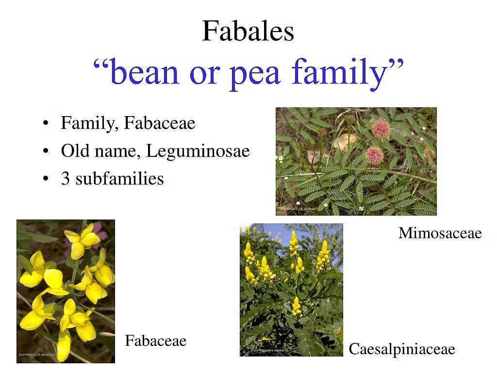 (b) Fabaceae Family