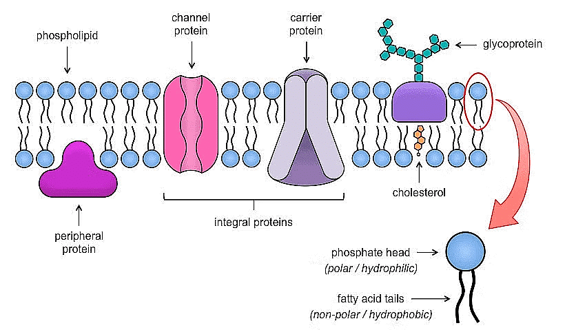 Fluid Mossaic Model