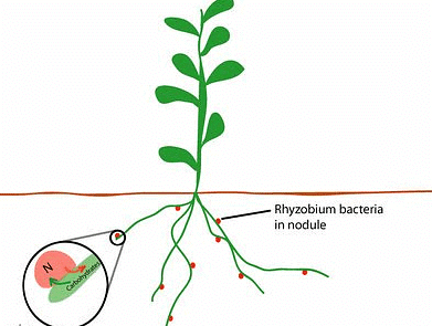Rhizobium