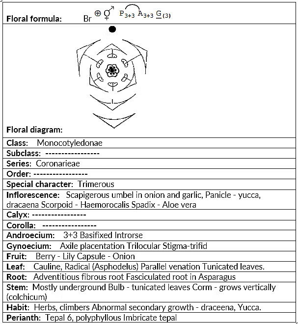 Characteristics of Liliaceae Family