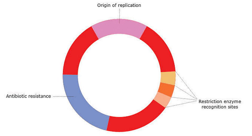 Plasmid