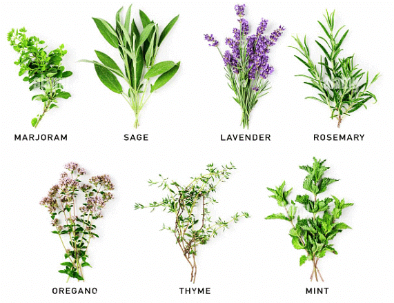 Examples of Herbs