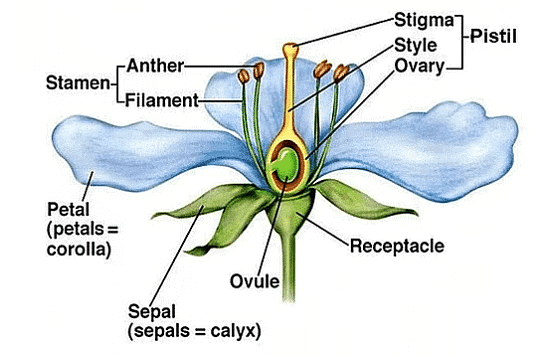 Parts of a Flower