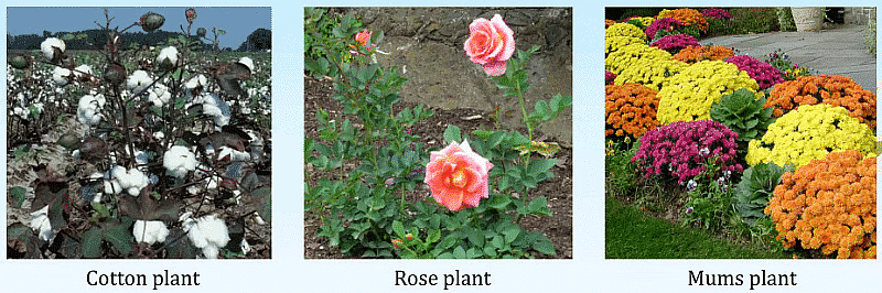 Examples of Shrubs