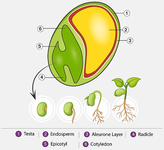 Post-Fertilisation: Development of Seed & Fruit | Biology for JAMB