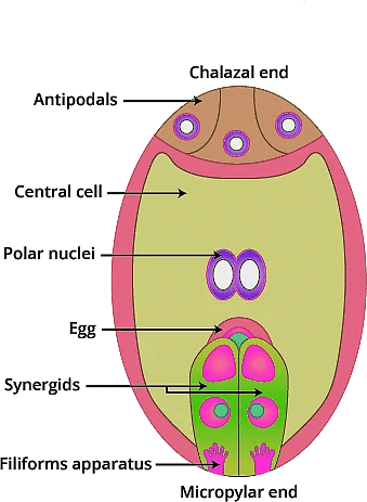 Sexual Reproduction in Flowering Plants Chapter Notes | Biology Class 12 - NEET