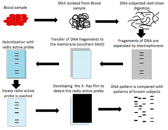 Steps of DNA Fingerprinting