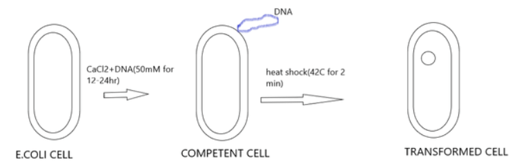 Competent Host | Biology for EmSAT Achieve
