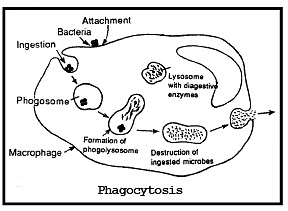 Immunity & Human Immune System | Biology for Grade 12