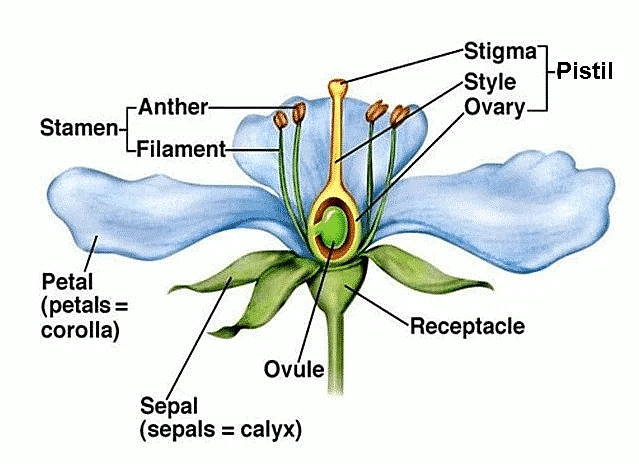 Parts of a Flower