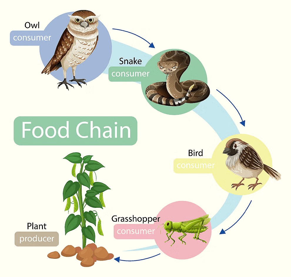 Energy Flow, Trophic Level & Food Chain | Biology Class 12 - NEET