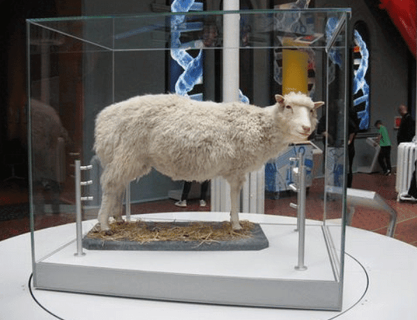 Dolly the Sheep