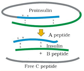 Maturation of Pro-insulin into Insulin 