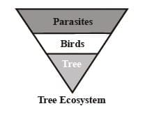 2.1 Pyramid of Numbers