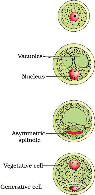 Stages of Maturation of Pollen Grain