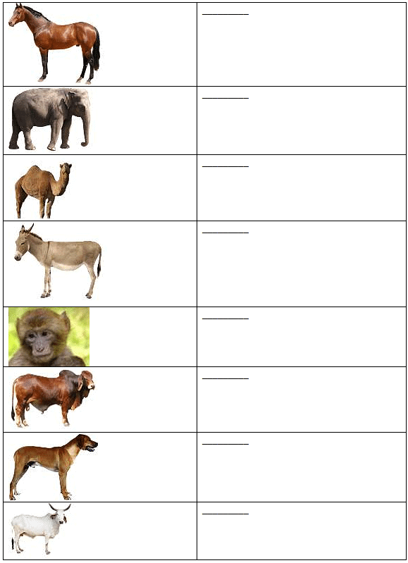 Worksheet: पशु के नाम | Hindi for LKG
