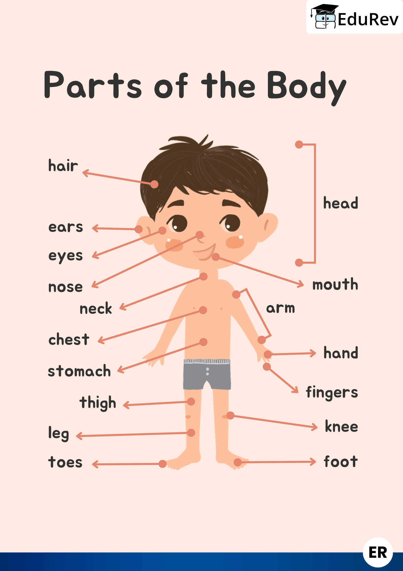 Printable Poster: Parts of the Body- Boys | EVS for Class 1