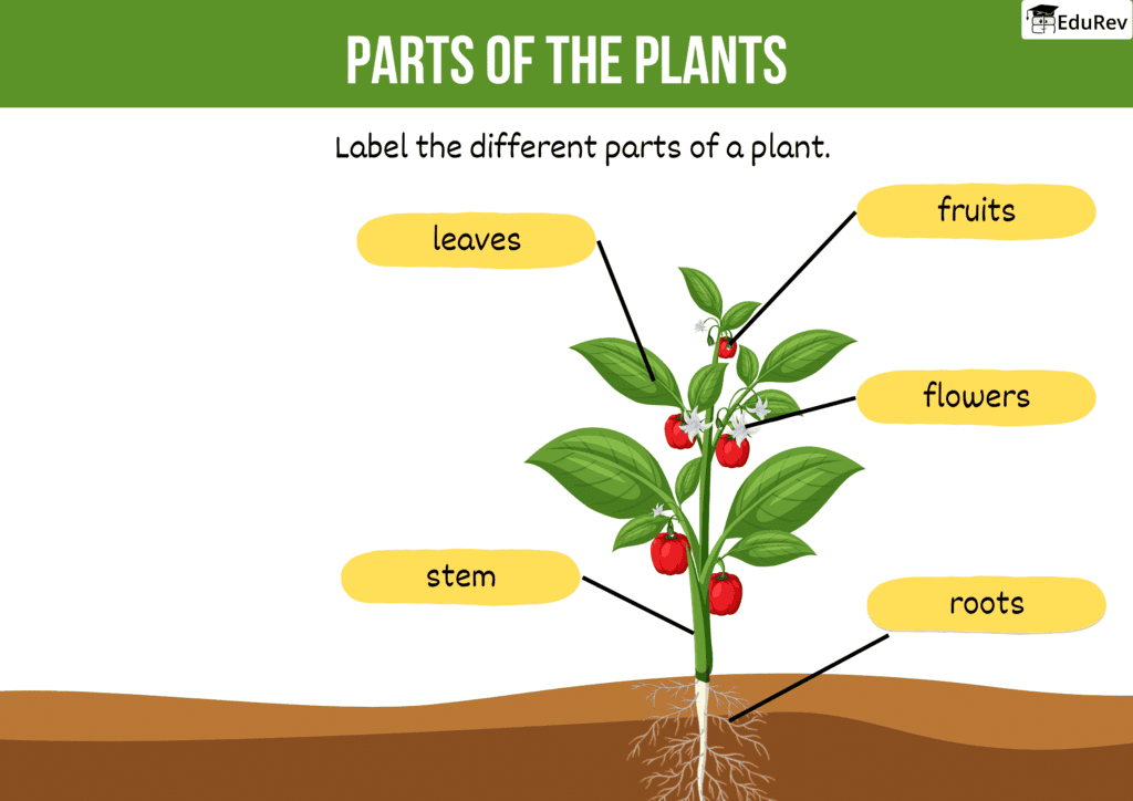 Printable Worksheet Solutions: Parts of the Plants | EVS for UKG