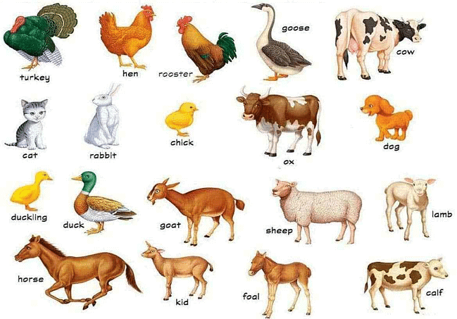Get to Know Animals- Wild and Domestic | EVS for LKG