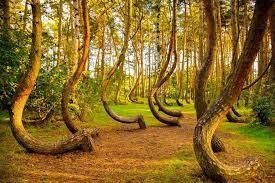 Facts on Trees | General Knowledge for Young Learners - Class 1
