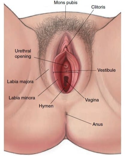 Uterus and External Genitalia