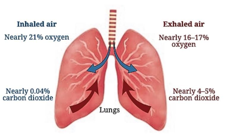 Life Processes in Animals Class 7 Notes Science Chapter 9 Free PDF
