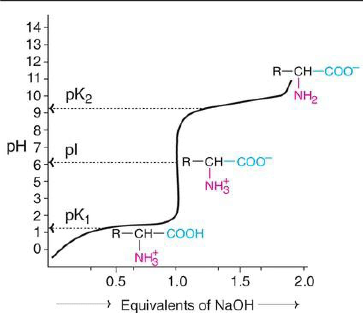 Proteins and Amino Acids - 1 Chapter Notes - GPSC (Gujarat)
