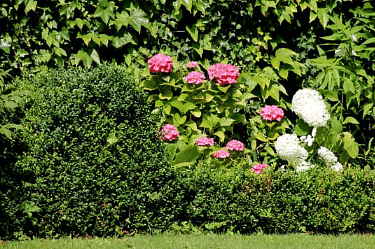 Shrubs