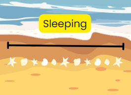 Shells forming Sleeping lines